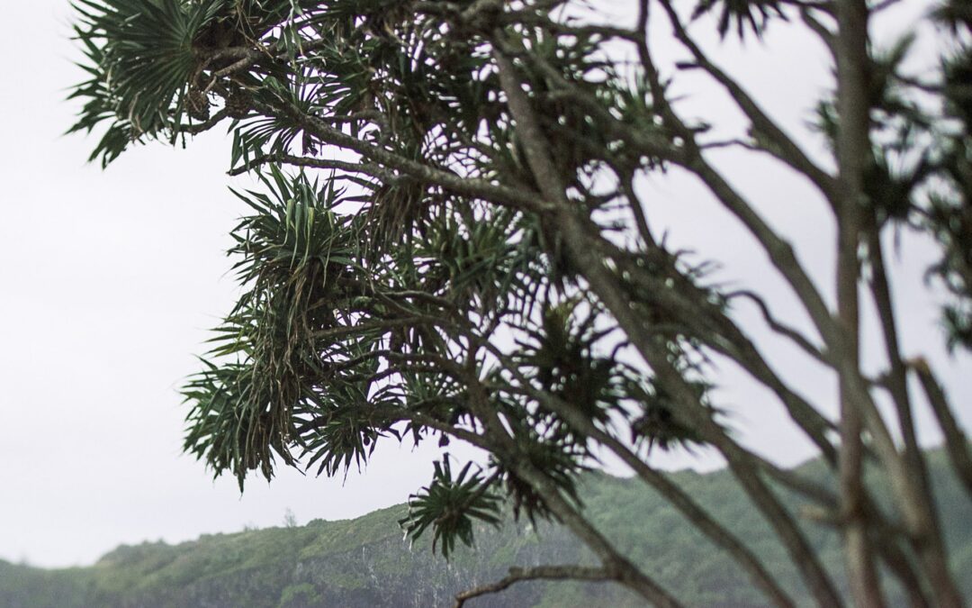 calificacion ambiental