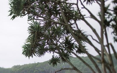 Calidad Ambiental en Málaga: Calificación Ambiental