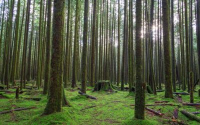 La Calificación Ambiental es Clave para Nuestros Proyectos